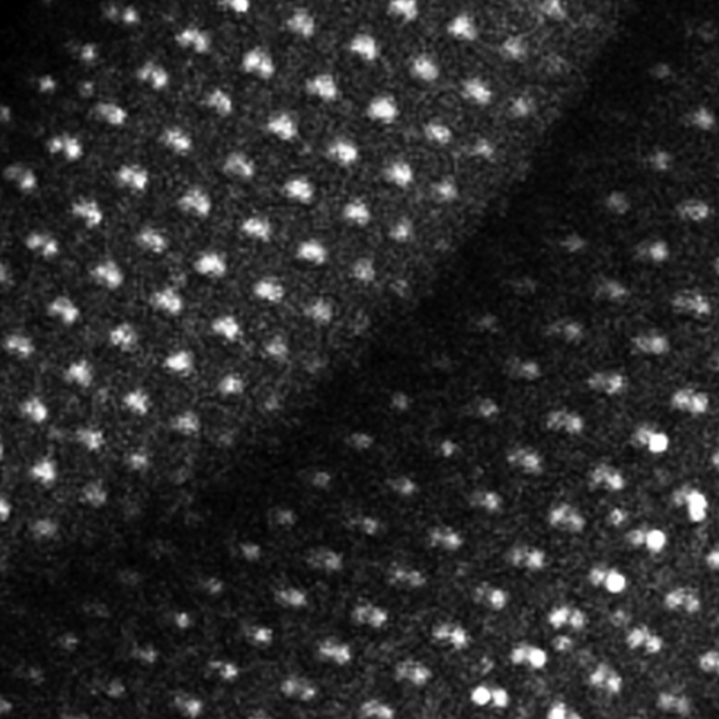 Specialized Nylon close up